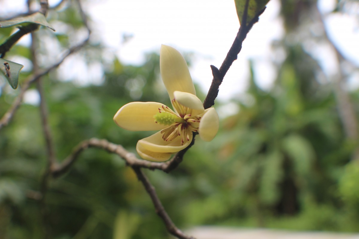 Magnolia figo (Lour.) DC.